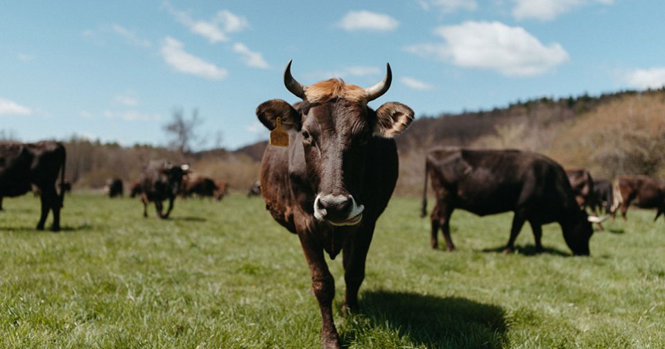 The dairy herd out on pasture; one cow is closer than the others and is looking directly into the camera; she has horns is deep brown with lighter brown fur between her horns and a light muzzle