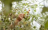 image from inside the tomato greenhouse on the farm; there is a hand picking a sungold cherry tomato