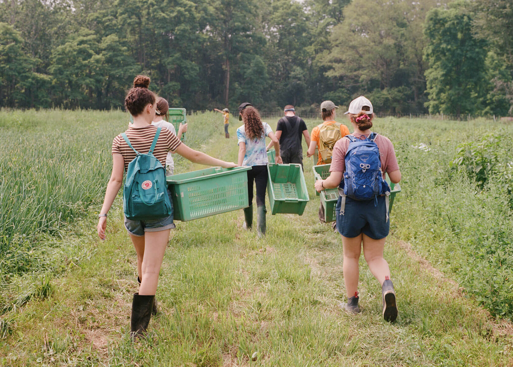 group of summer campers carrying green bins into the farm fields to help with summer harvest; campers are walking away from the camera and several are wearing backpacks