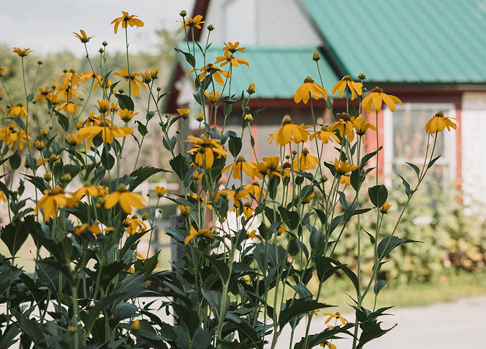 Black Eyed Susans at Hawthorne Valley Farm